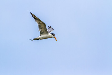 Little tern in Kalpitiya, Sri Lanka
