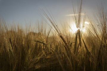 Golden grain standing in field lit by the sun during sunset gold