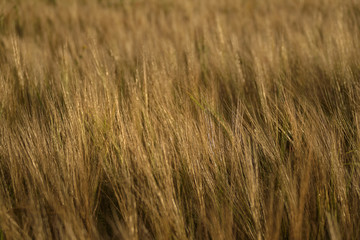 Golden colored wheat in the fields landscape background