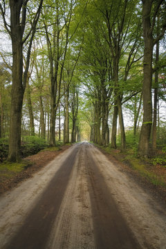Green big oaks standing alongside dirt sand road in forest landscape 
