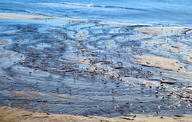 seagulls on the beach