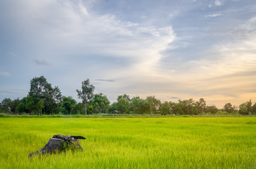 Farming in Rural