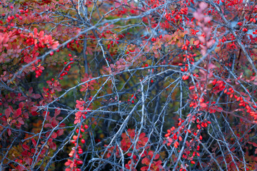 Barberry bush, colorful floral red background. Barberry berries on bush in autumn season, shallow focus. Autumn Park. The branch of a bush with fruits barberry.