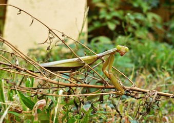 Large individual Mantis sitting on branch of dried plants among green grass. Closeup