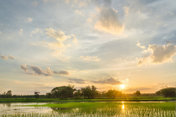 Rice Growing and Sunset