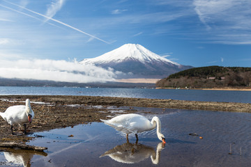 The Swan. The background is Lake Yamanaka . The shooting location is Lake Yamanakako, Japan Yamanashi prefecture.