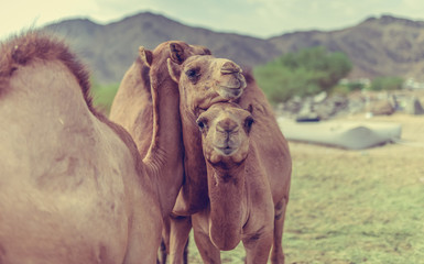 Camels standing on the desert with friends in order to play and relax. (vintage style)
