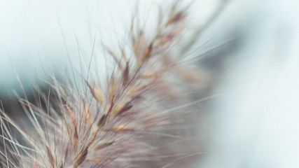 Wind blown tawny brown grass flower stalks. (vintage style) © Aris Suwanmalee