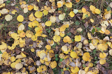 Fallen leaves of an aspen in the fall