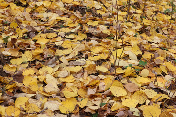 Fallen leaves of an aspen in the fall