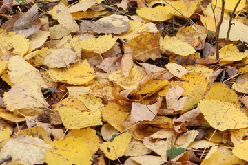 Fallen leaves of an aspen in the fall
