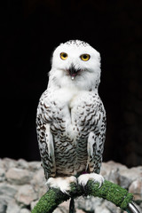 Close up of Snowy Owl sits on perch.