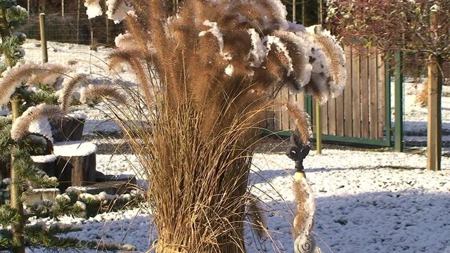 Durch die Sonneneinstrahlung taut es und der Neuschnee f&auml;llt von den Binsengr&auml;sern