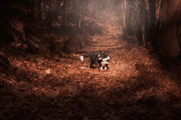 Border Collie puppy playing in the autumn leaves