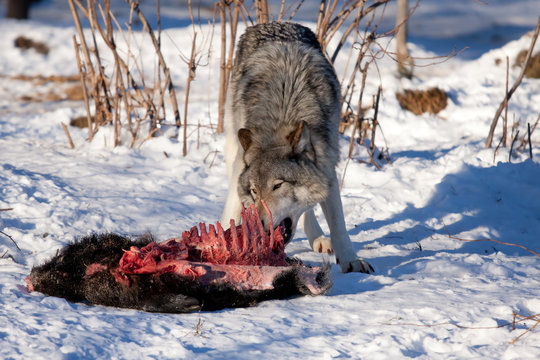 A lone Timber wolf or Grey Wolf Canis lupus feeding on wild boar carcass in winter in Canada
