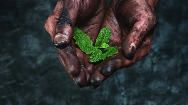 4k Technical Composition of Dirty Mechanic Hands Holding Green Leaf