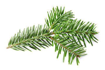 Fir branch.