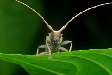 Long horn beetle