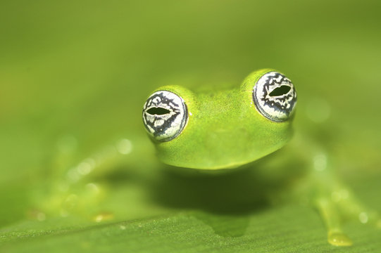 Ghost glass frog (Centrolenella ilex), Costa Rica.