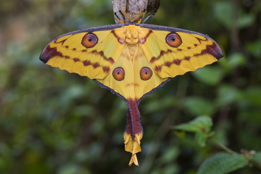 Madagascar moon moth (Argema mittrei), Madagascar, Africa.