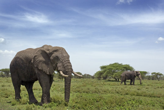 African elephant (Loxodonta africana), Tanzania, Africa.