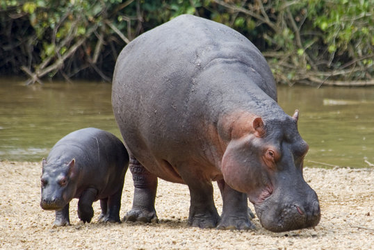 Hippopotamus (Hippopotamus amphibius) mother and baby, Queen Elizabeth National Park, Uganda.