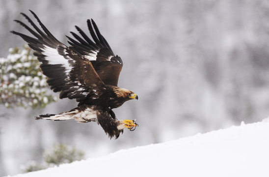 Golden eagle (Aquila chrysaetos) landing in snow, Flatanger, Norway. November.