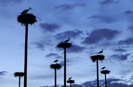 White storks (Ciconia ciconia) nesting on poles erected by the city of Caceres in Extremadura, Spain, to compensate for the removal of an old farmhouse supporting a colony of storks.