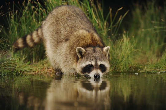 รูปภาพRacoon – เลือกดูภาพถ่ายสต็อก เวกเตอร์ และวิดีโอ374,162 | Adobe Stock