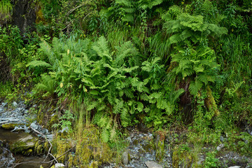 The male fern - Dryopteris filix Mas (L.)