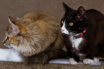 A fluffy kitten out in the snow 