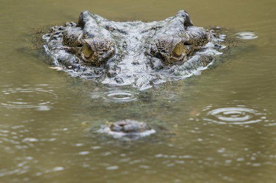 Saltwater crocodile (Crocodylus porosus) partially submerged with ripples on water from raindrops. Sarawak, Borneo, Malaysia.