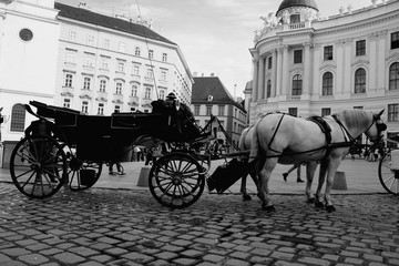 one of Vienna street attraction are horses in the streets as symbol of old in b/w format.