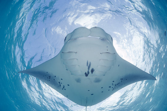 Reef manta ray (Manta birostris / alfredi) feeding on plankton, with unique pattern of underside spots, allowing individual identification, Hanifaru Bay, Hanifaru Lagoon, Baa Atoll, Maldives, Indian Ocean. October.
