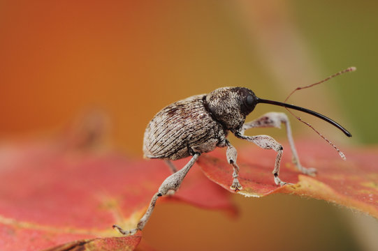 Acorn Weevil (Curculio glandium) perched on Bigtooth Maple (Acer grandidentatum) leaf. Lost Maples State Park, Texas, USA. November.