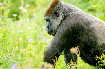 Gorilla Stalks