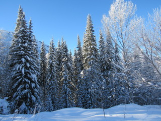Зимний лес.