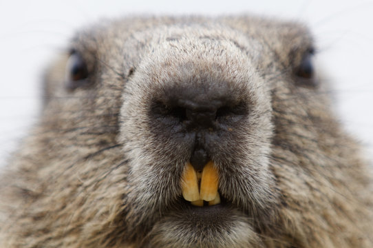 Alpine marmot (Marmota marmota) close up Hohe Tauern National Park, Austria. July.