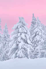 Fabulous trees in the snow before Christmas. Frosty morning in t