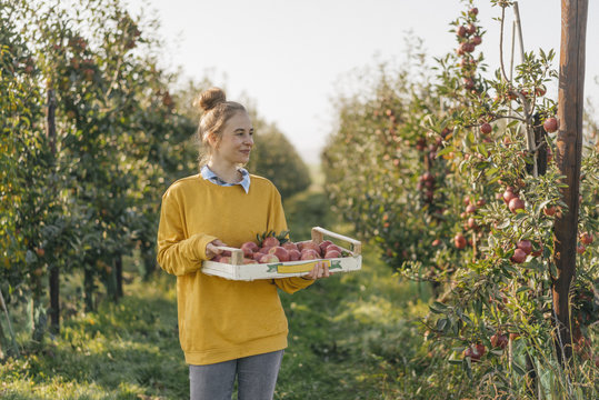 Young woman holding crate with apples in orchard