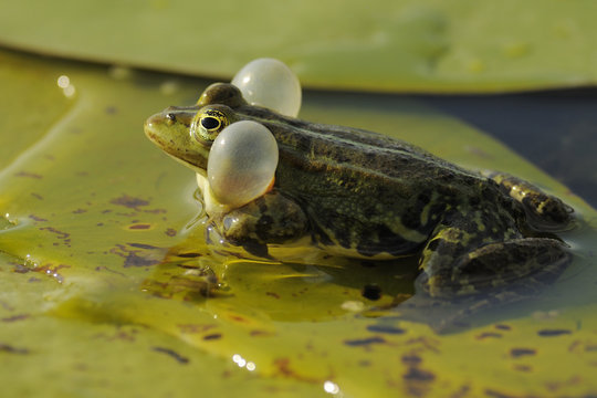 Pool Frog (Rana lessonae) vocalising with vocal sacs inflated, Danube delta rewilding area, Romania.