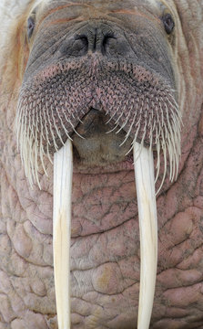 Walrus (Odobenus rosmaris) close up head portrait, Svalbard, Norway.