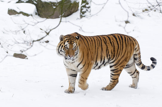 Siberian tiger (Panthera tigris altaica) walking in snow, captive.
