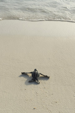 Leatherback sea turtle hatchling (Dermochelys coriacea)  crawling toward the Caribbean sea after emerging from nest, Playa Colita, Pedernales, Dominican Republic, May.
