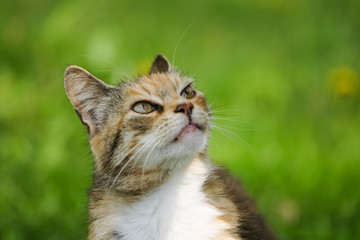 Obraz premium A sleepy orange tabby cat in the meadow at spring
