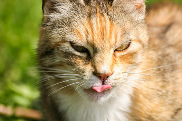 Naklejka na ściany i meble A sleepy orange tabby cat in the meadow at spring