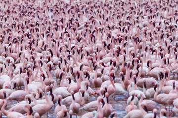Lesser flamingo (Phoeniconaias minor) flock, Bogoria Game Reserve, Kenya