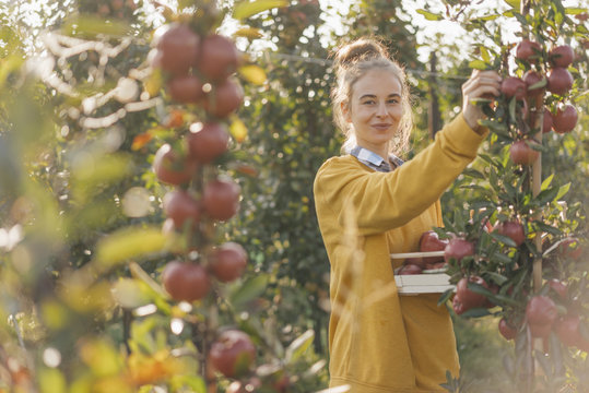 Young woman harvesting apples