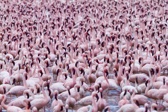 Lesser flamingo (Phoeniconaias minor) flock, Bogoria Game Reserve, Kenya