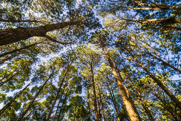 Pine larch forest with sunlight blue sky
